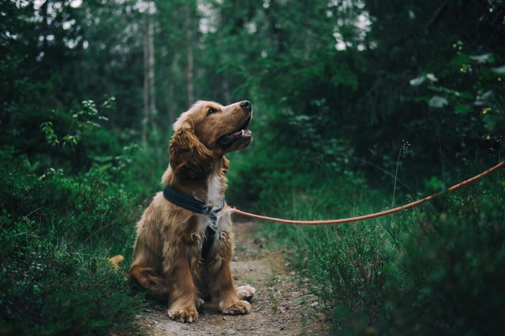 Het laten inslapen van een hond op grond van de Awb